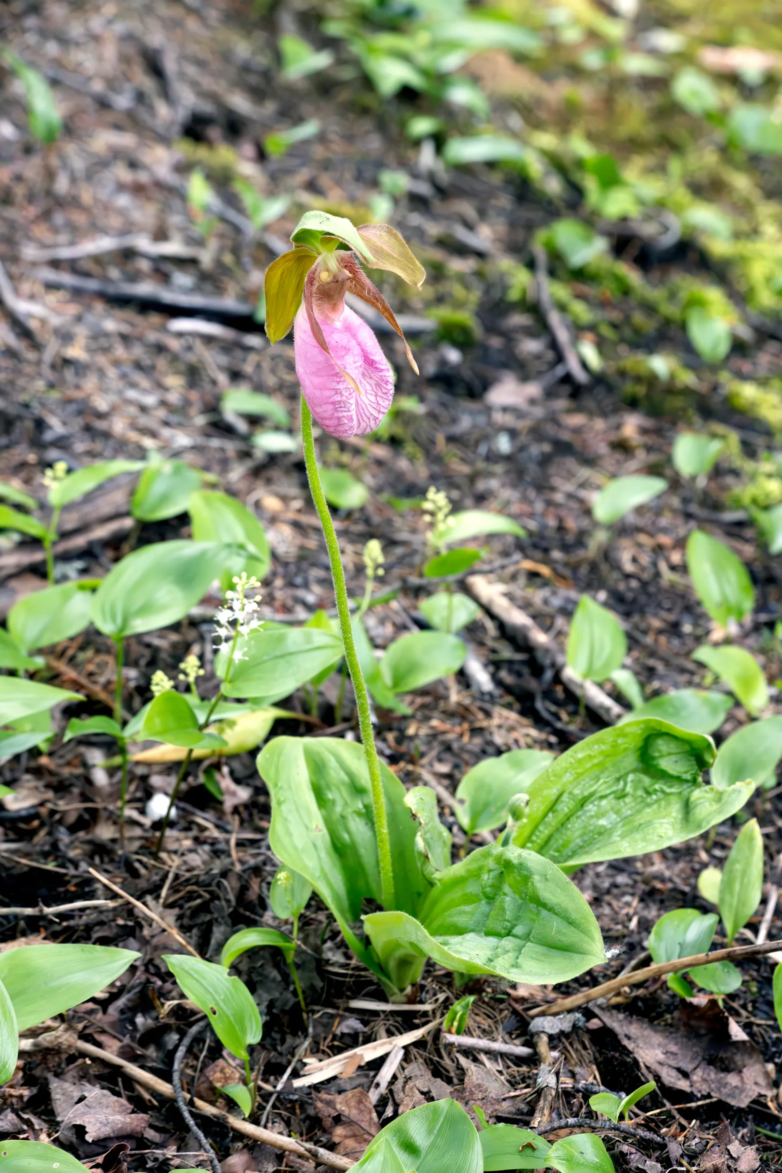 Pink Lady's Slipper (Cypripedium acaule)
