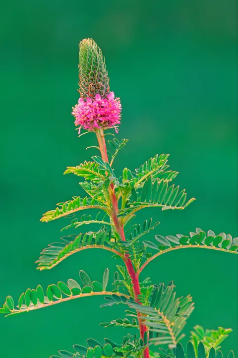 Leafy Prairie-clover (Dalea foliosa)