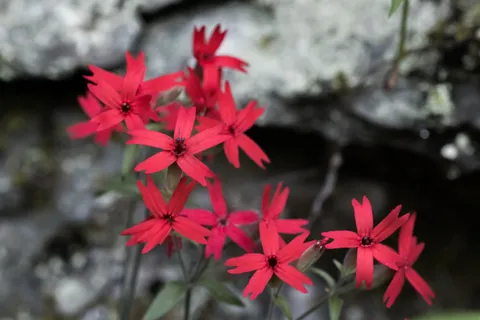 Fire Pink (Silene virginica)