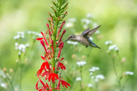 Cardinal Flower (Lobelia cardinalis)