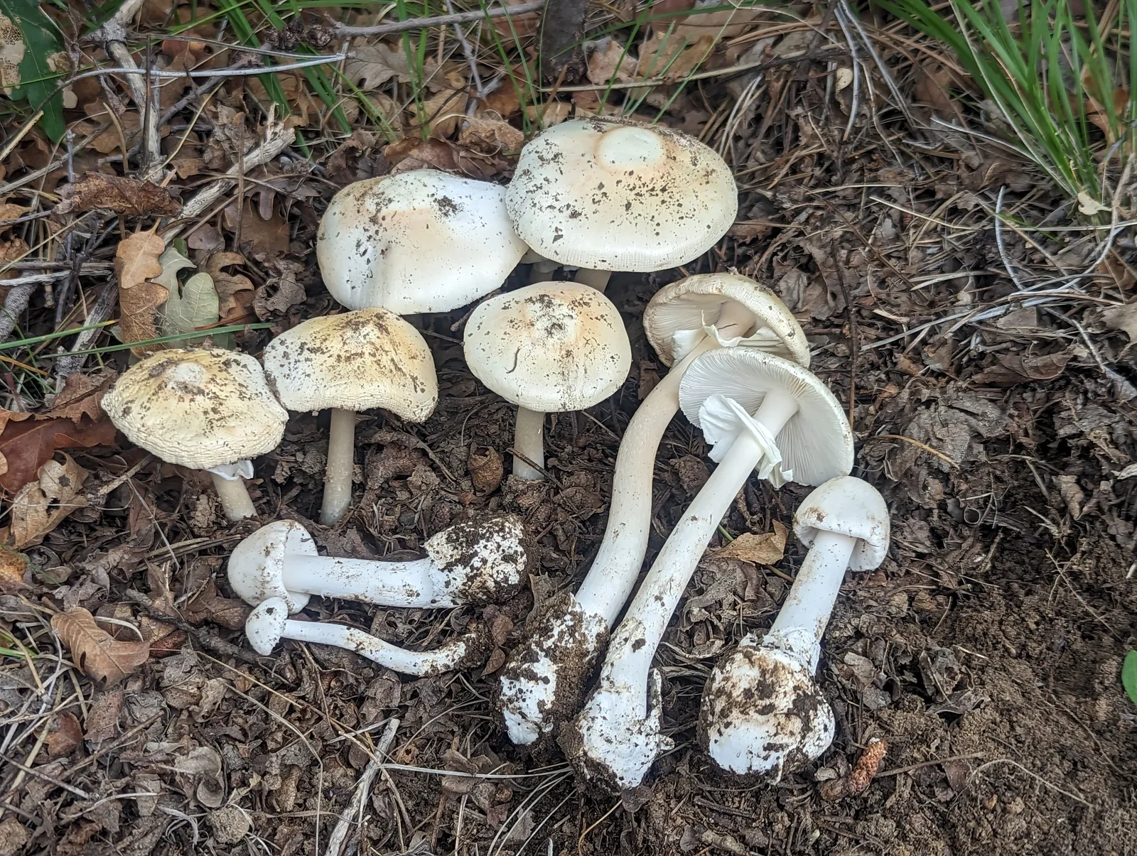 Destroying Angel (Amanita bisporigera)