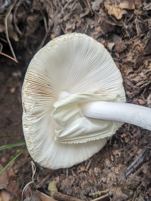 Destroying Angel (Amanita bisporigera)