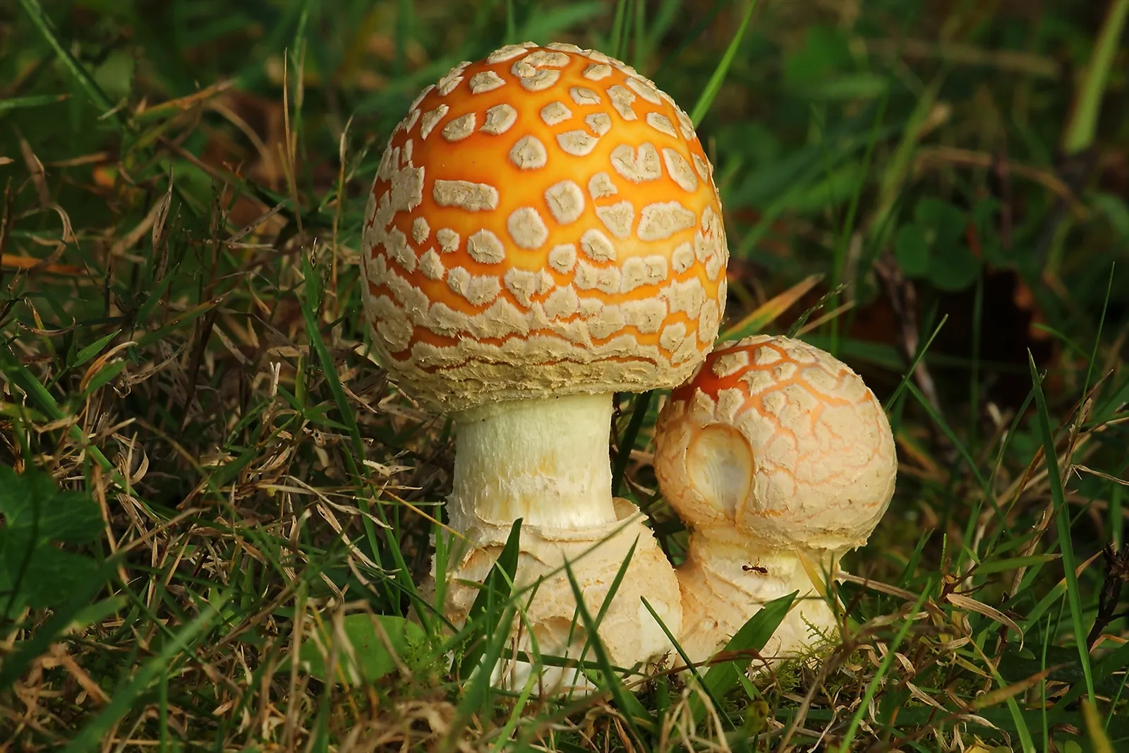 Fly Agaric (Amanita muscaria var. guessowii)