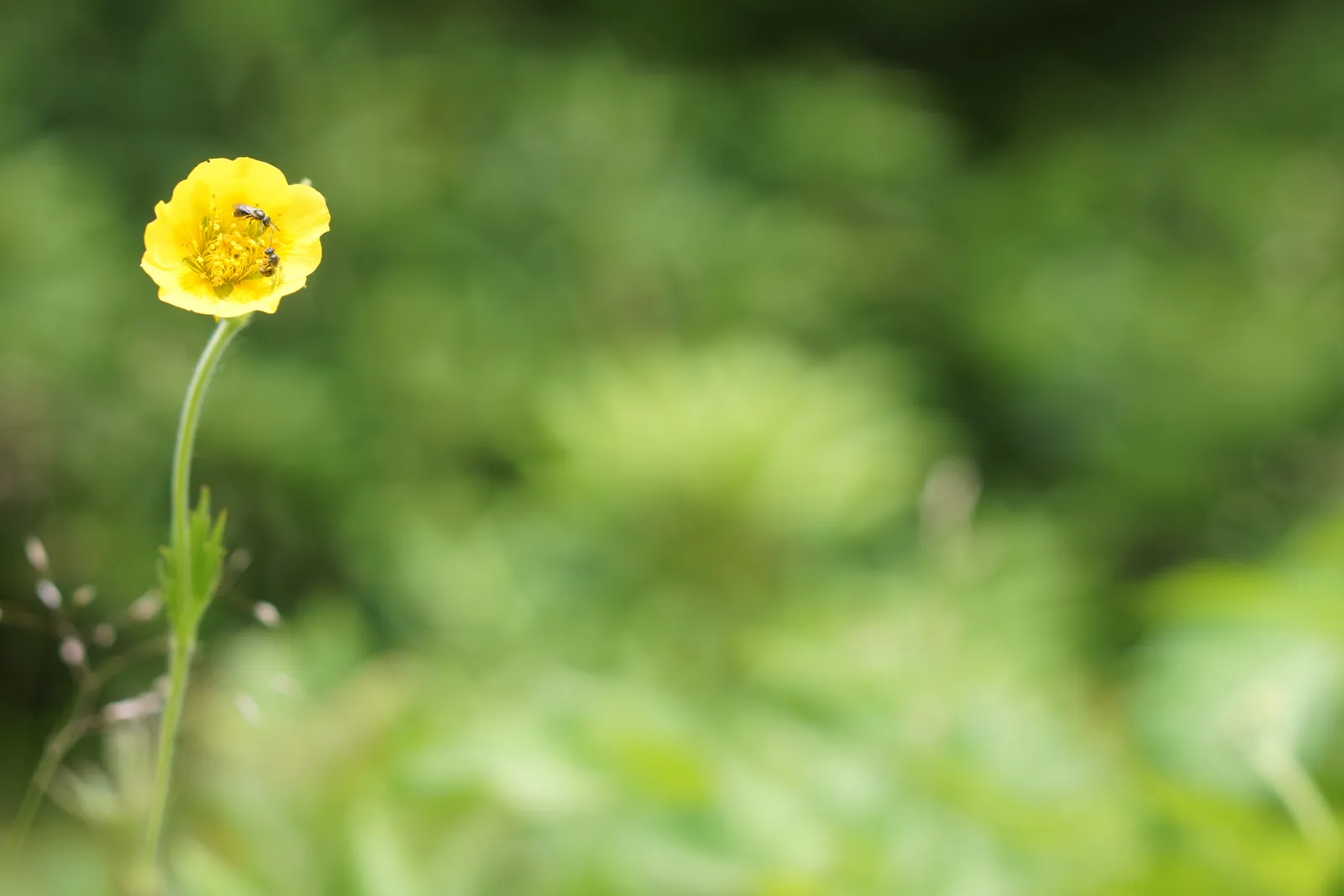 Spreading Avens (Geum radiatum)