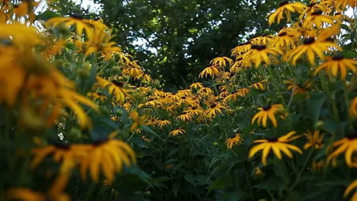 Black-eyed Susan (Rudbeckia hirta)