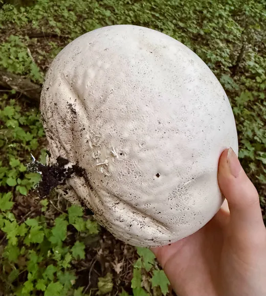 Giant Puffball (Calvatia gigantea)