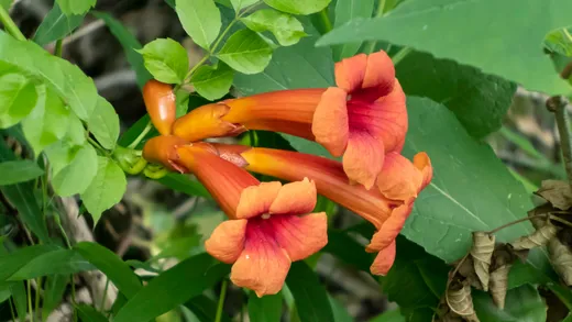 Trumpet Creeper (Campsis radicans)