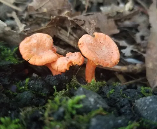 Cinnabar Chanterelle (Cantharellus cinnabarinus)