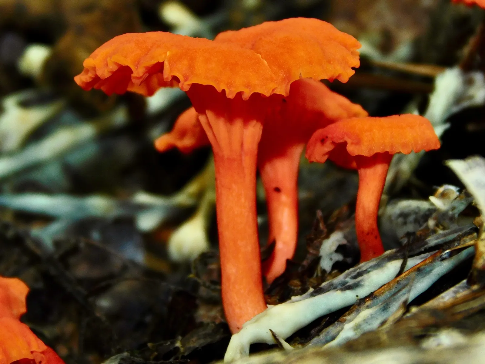 Cinnabar Chanterelle (Cantharellus cinnabarinus)