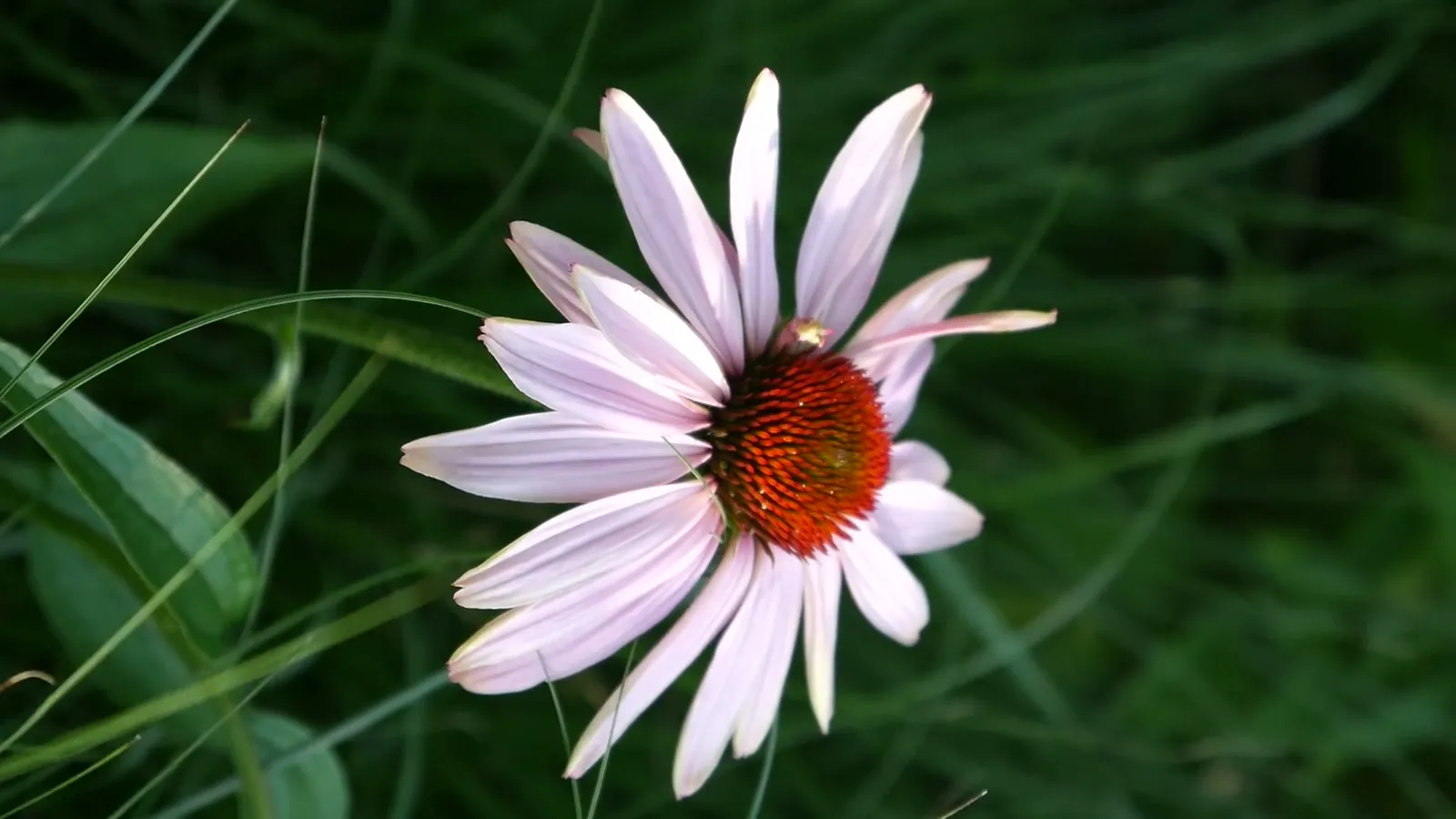 Purple Coneflower (Echinacea purpurea)