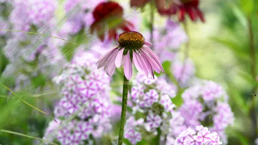 Purple Coneflower (Echinacea purpurea)