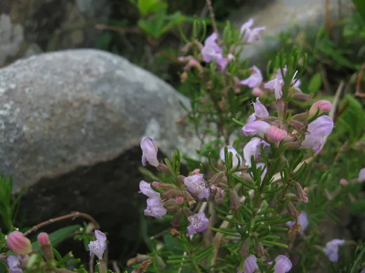 Cumberland Rosemary (Conradina verticillata)