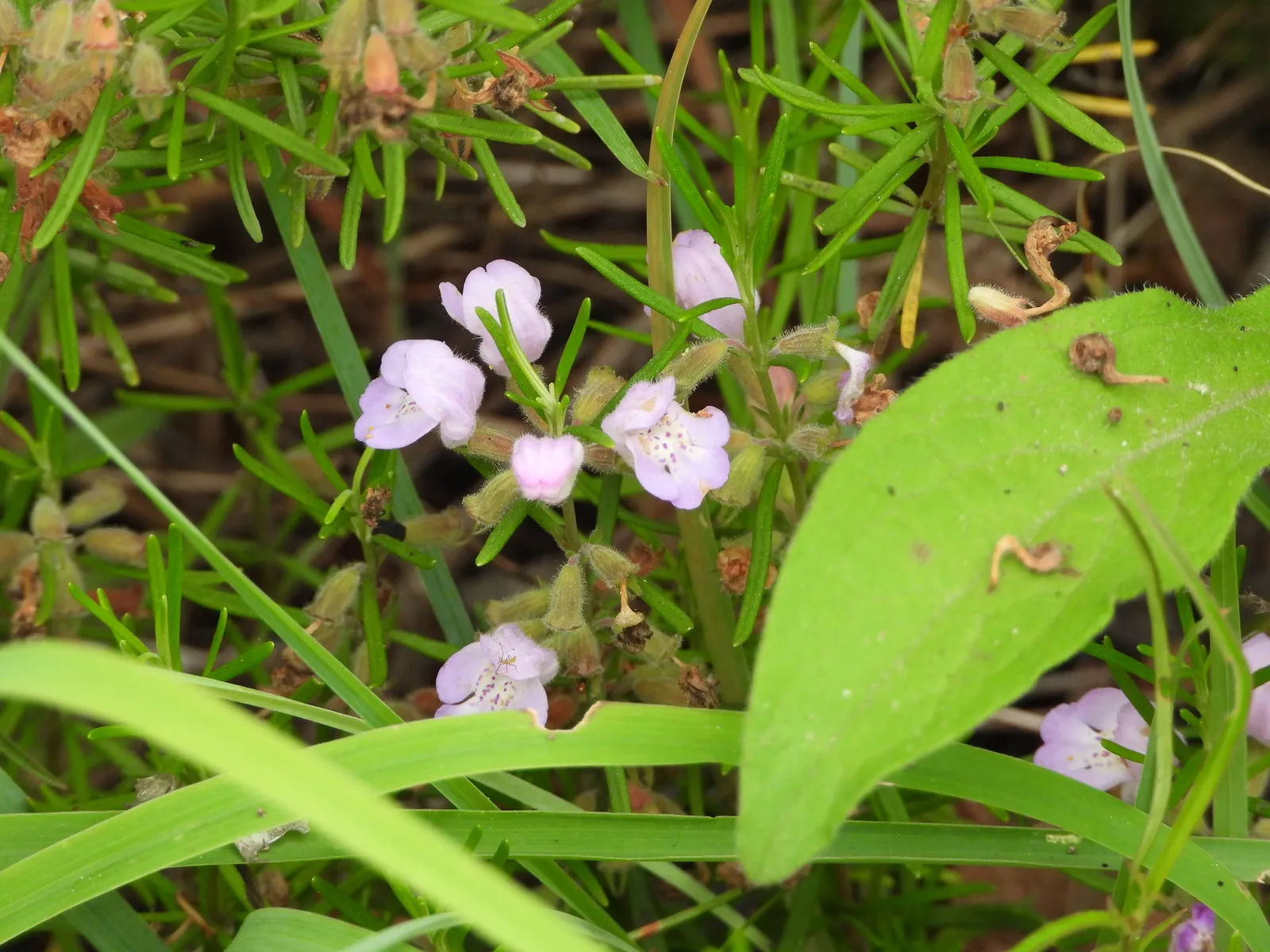 Cumberland Rosemary (Conradina verticillata)