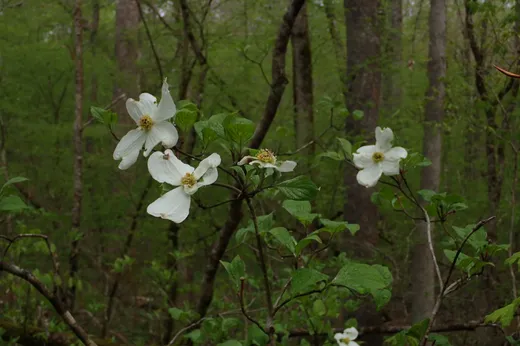 Flowering Dogwood (Cornus florida)