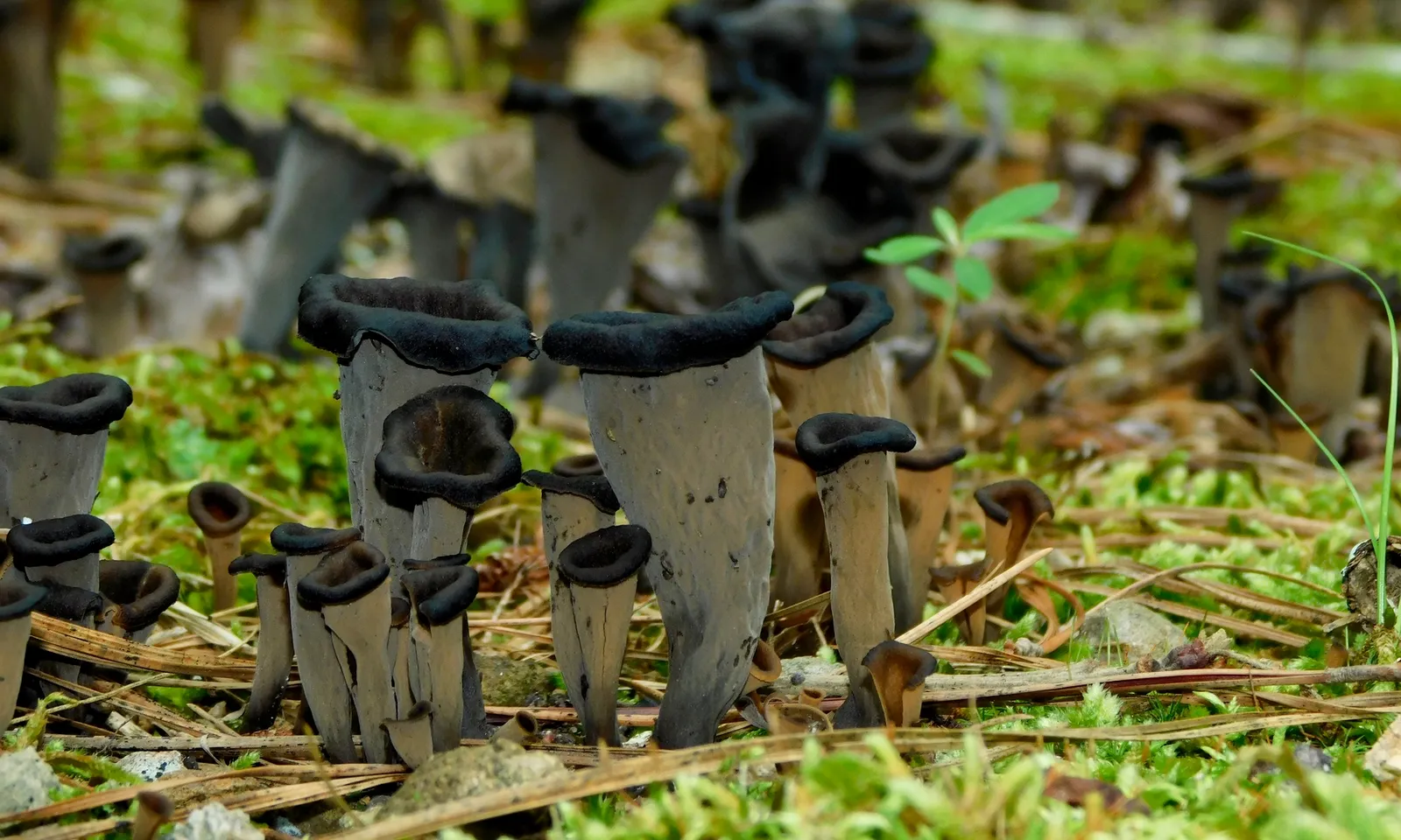 Black Trumpet (Craterellus fallax)