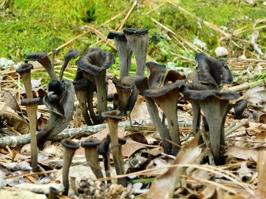 Black Trumpet (Craterellus fallax)