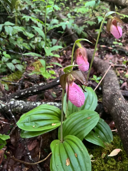 Pink Lady's Slipper (Cypripedium acaule)