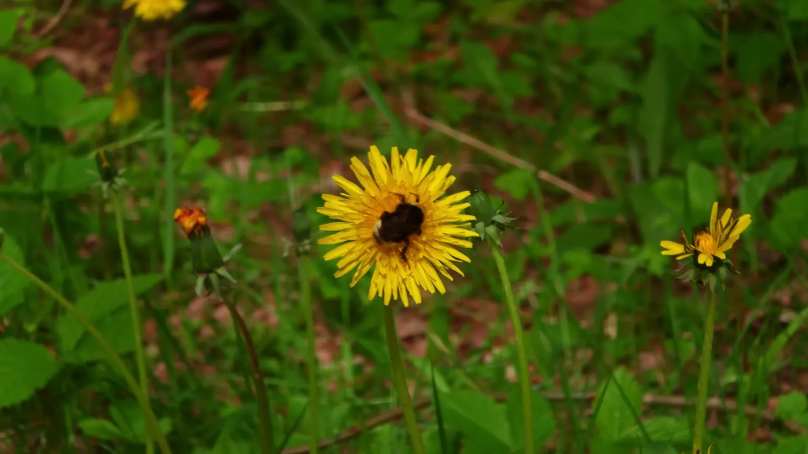 Dandelion (Taraxacum officinale)