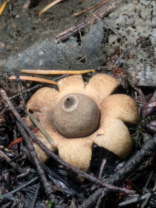 Saccate Earthstar (Geastrum saccatum)