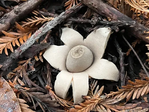 Saccate Earthstar (Geastrum saccatum)