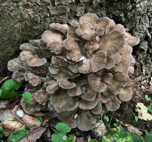 Hen of the Woods (Grifola frondosa)