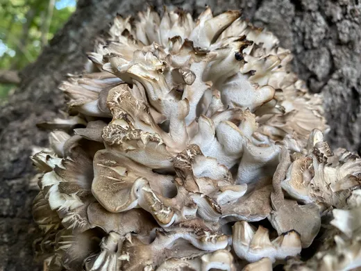 Hen of the Woods (Grifola frondosa)