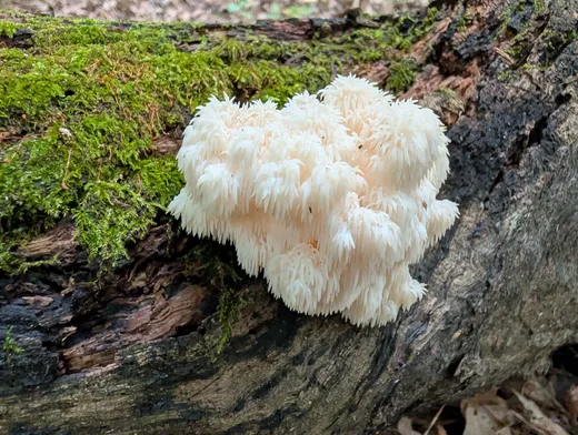 Bear's Head Tooth (Hericium americanum)