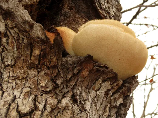 Lion's Mane (Hericium erinaceus)