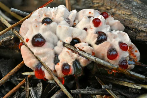 Bleeding Tooth (Hydnellum peckii)