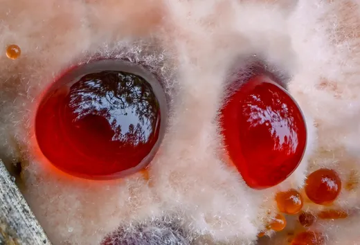 Bleeding Tooth (Hydnellum peckii)