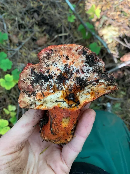 Lobster Mushroom (Hypomyces lactifluorum)