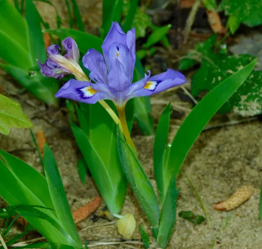 Dwarf Crested Iris (Iris cristata)