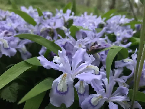 Dwarf Crested Iris (Iris cristata)