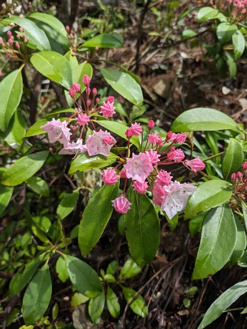 Mountain Laurel (Kalmia latifolia)