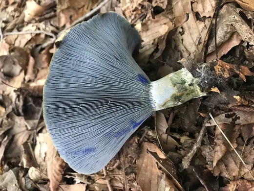 Indigo Milk Cap (Lactarius indigo)