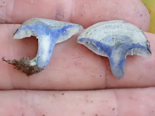 Indigo Milk Cap (Lactarius indigo)