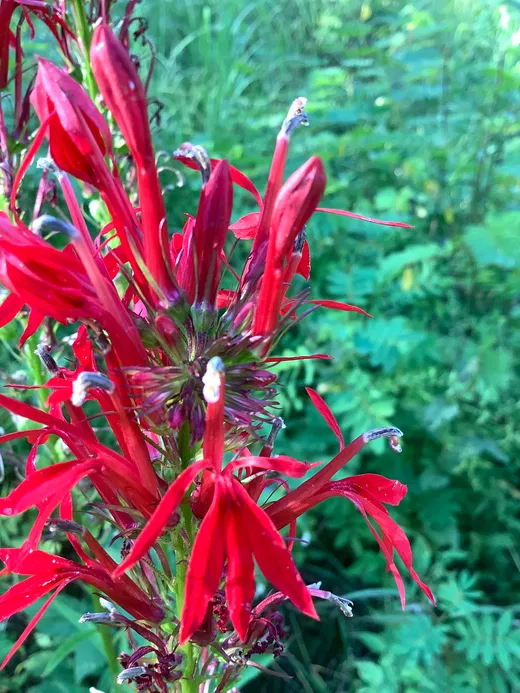 Cardinal Flower (Lobelia cardinalis)
