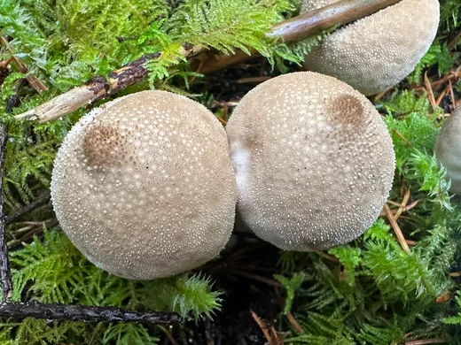 Common Puffball (Lycoperdon perlatum)