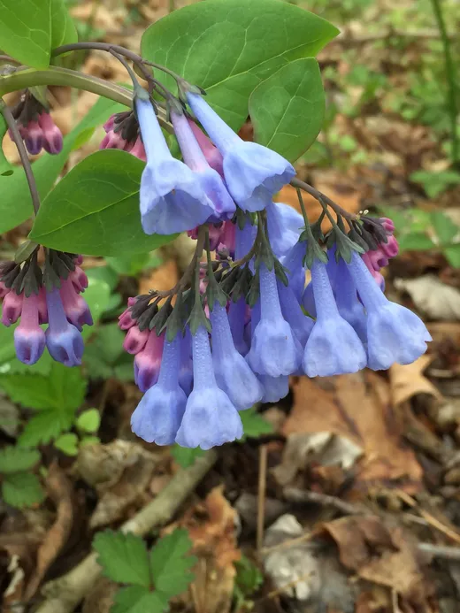 Virginia Bluebells (Mertensia virginica)