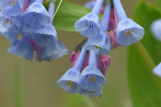 Virginia Bluebells (Mertensia virginica)