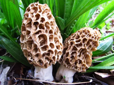 Yellow Morel (Morchella americana)