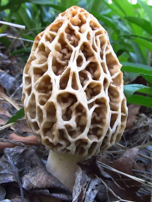 Yellow Morel (Morchella americana)