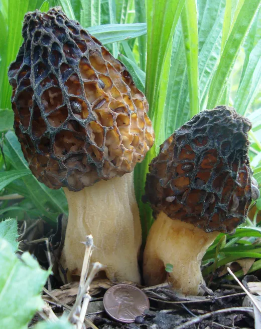 Yellow Morel (Morchella americana)