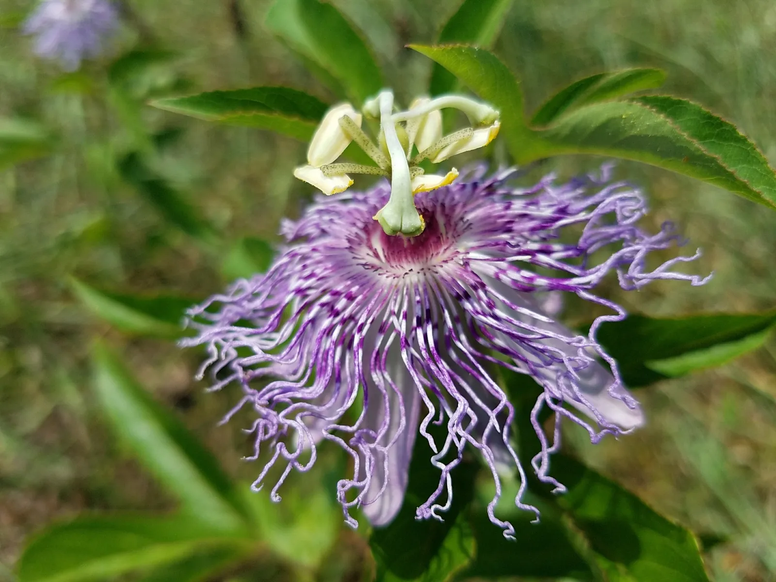 Passion Flower (Passiflora incarnata)