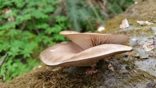 Oyster Mushroom (Pleurotus ostreatus)