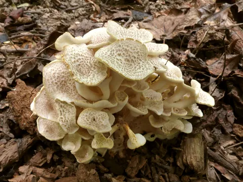 Umbrella Polypore (Polyporus umbellatus)