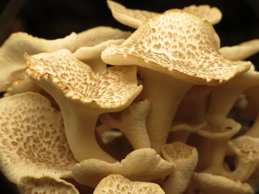 Umbrella Polypore (Polyporus umbellatus)