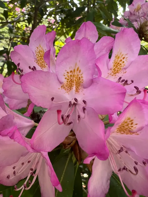 Catawba Rhododendron (Rhododendron catawbiense)