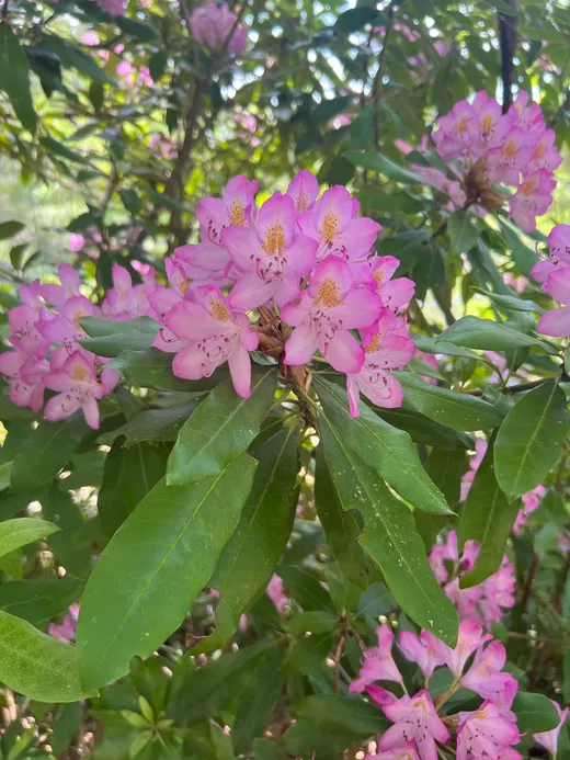 Catawba Rhododendron (Rhododendron catawbiense)