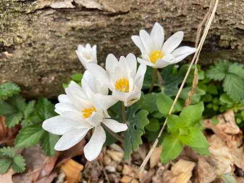 Bloodroot (Sanguinaria canadensis)